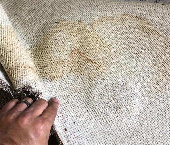 Hand peeling back wet carpet
